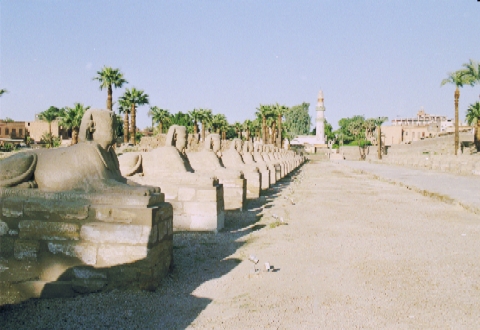 Widder Alle vor dem Luxor Tempel